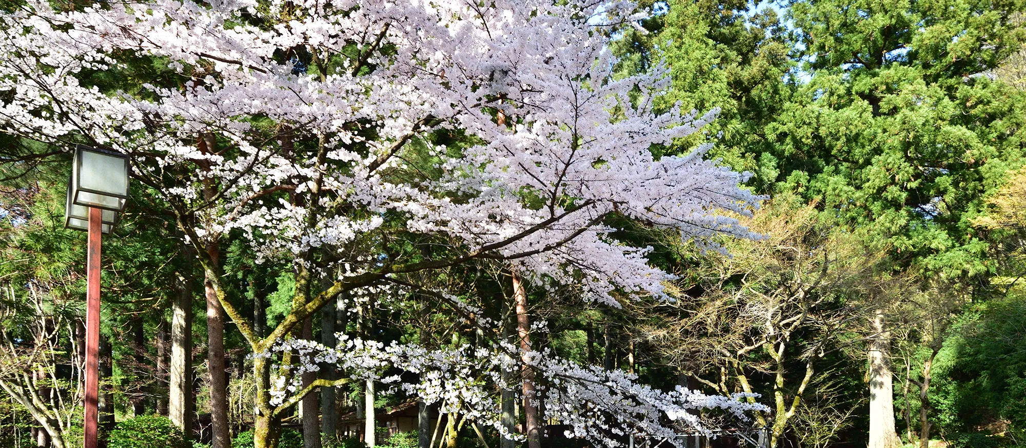 大庭園