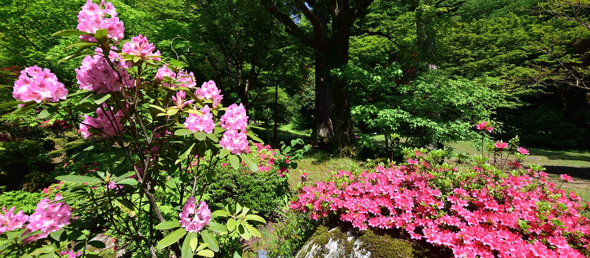 大庭園