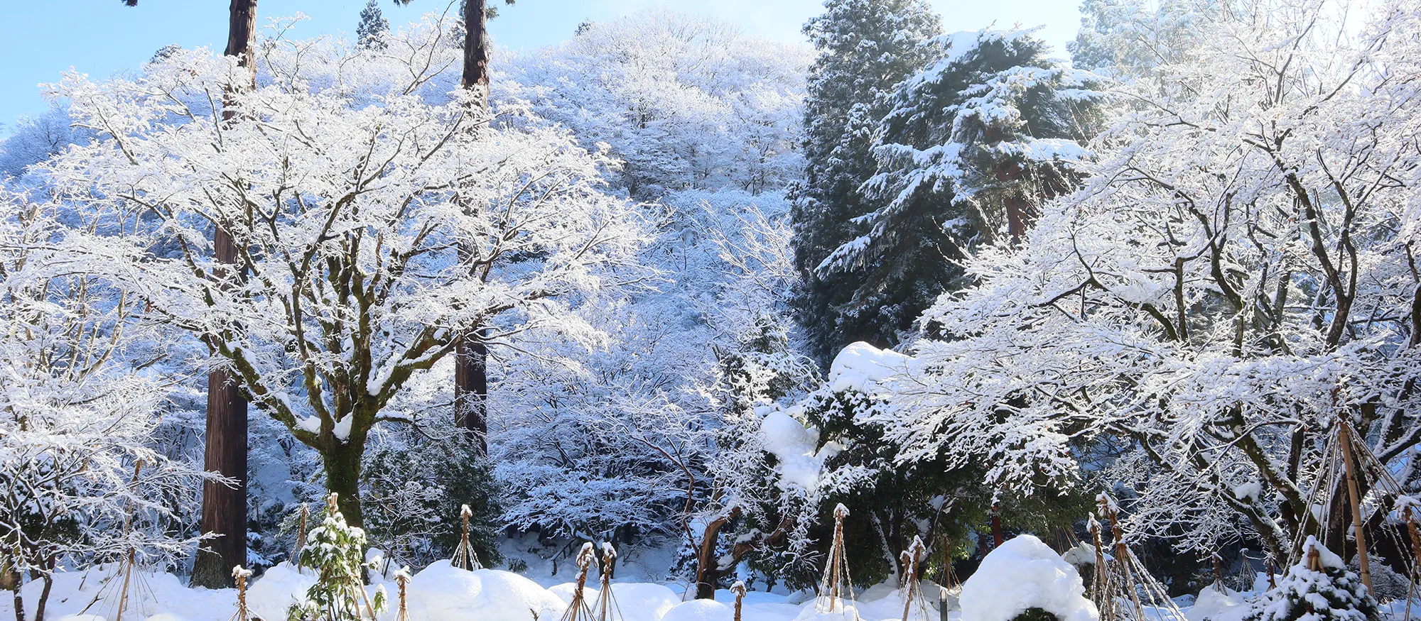 大庭園