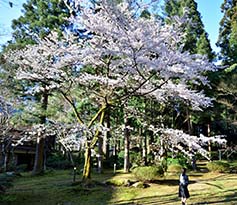 春の庭園1