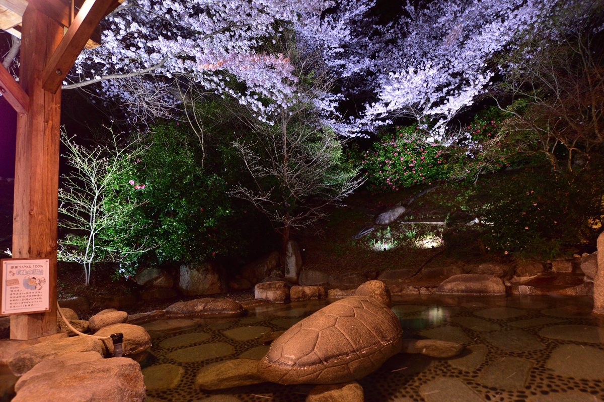 【立寄り入浴】長生館の露天風呂で夜桜を楽しもうキャンペーン開催中