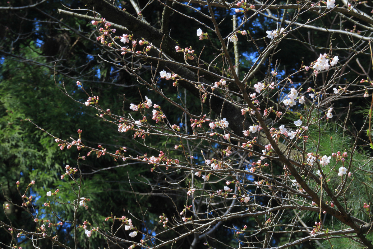 長生館 桜開花宣言