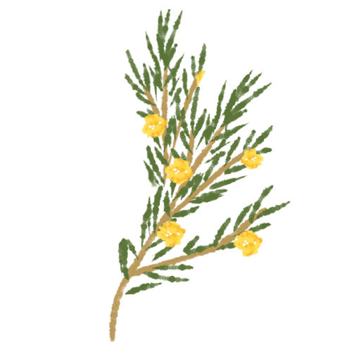 ルイボスグリーン