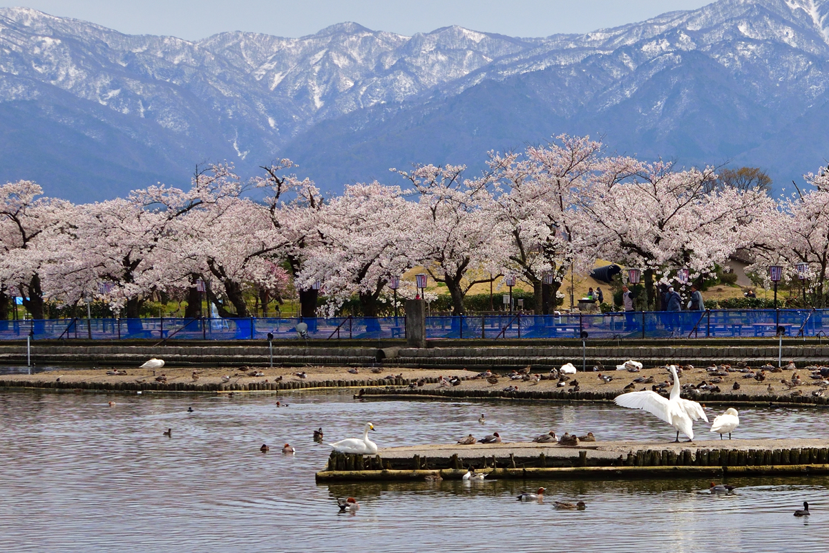 【新潟駅送迎時に立ち寄りあり】瓢湖(ひょうこ)の桜