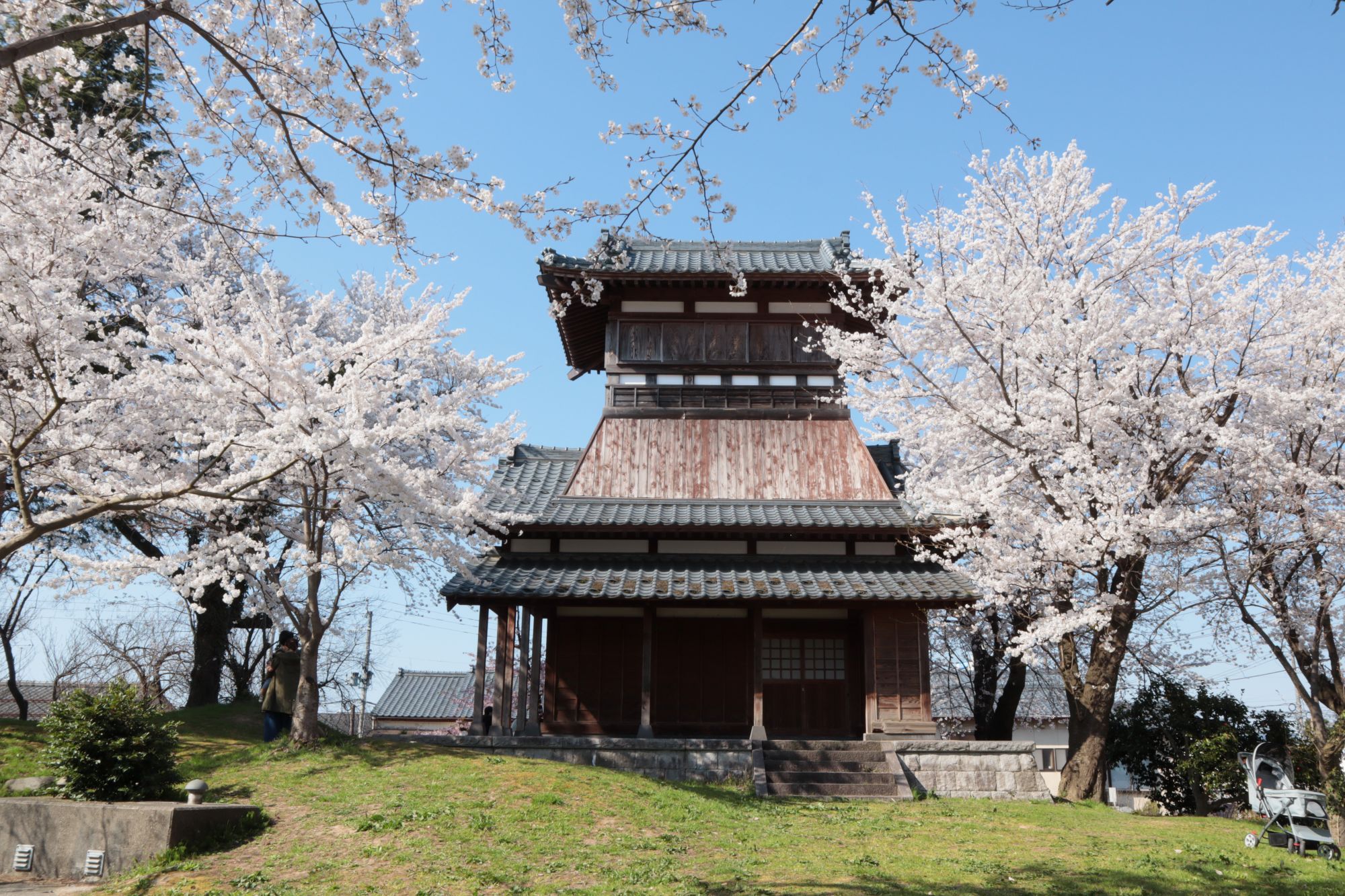 天朝山公園の桜