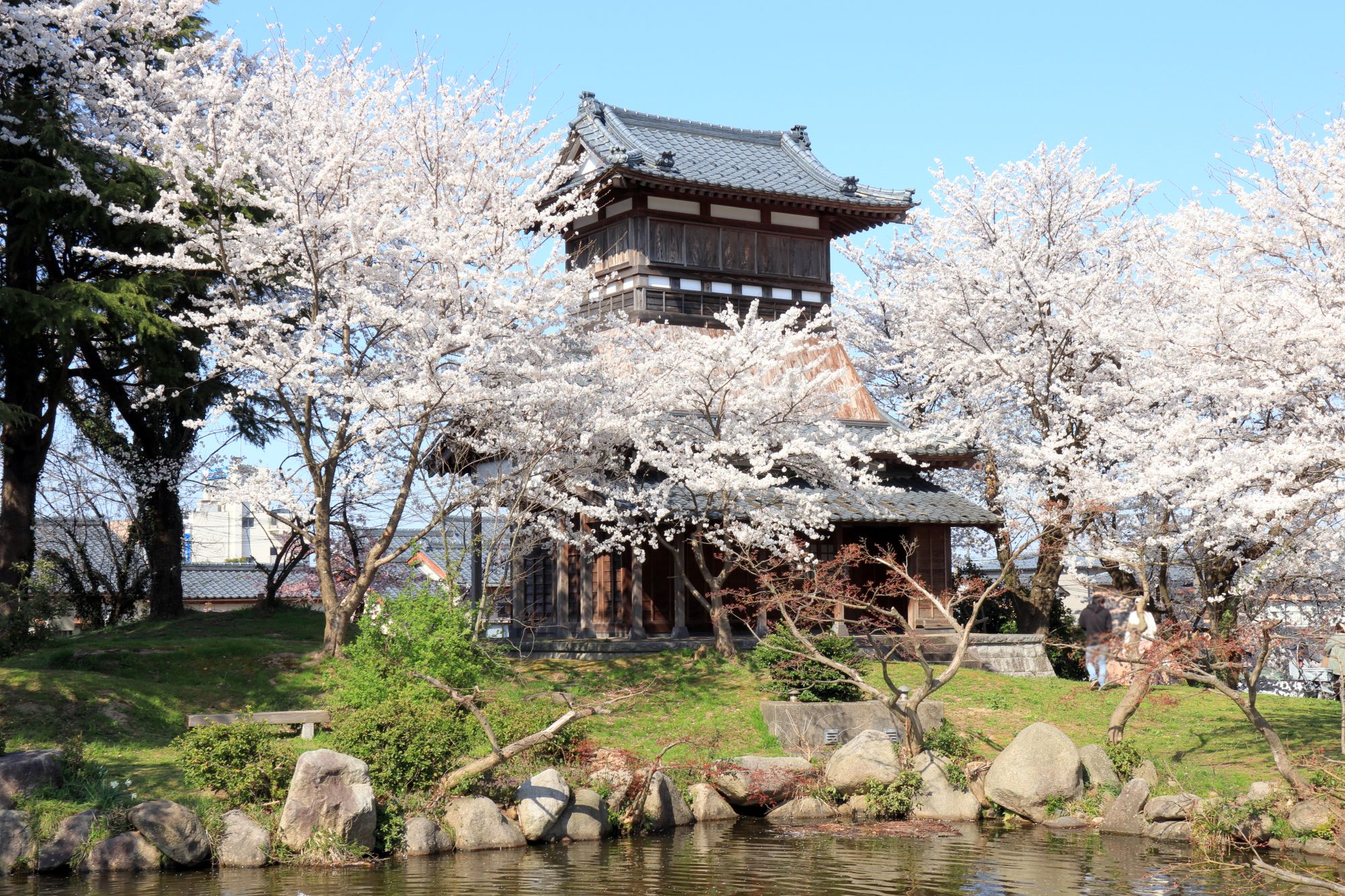 天朝山公園の桜