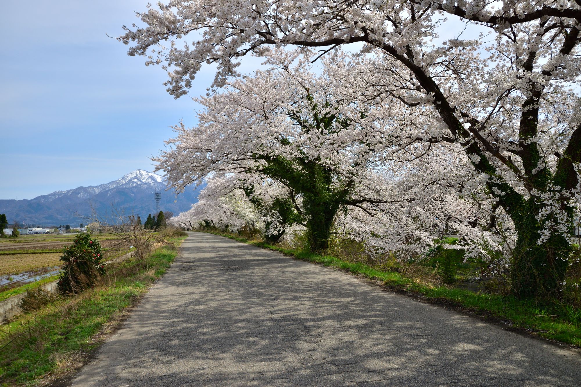 安田新江の桜並木