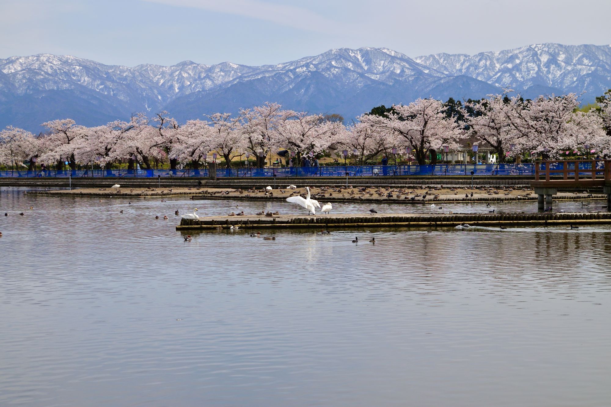 瓢湖の桜