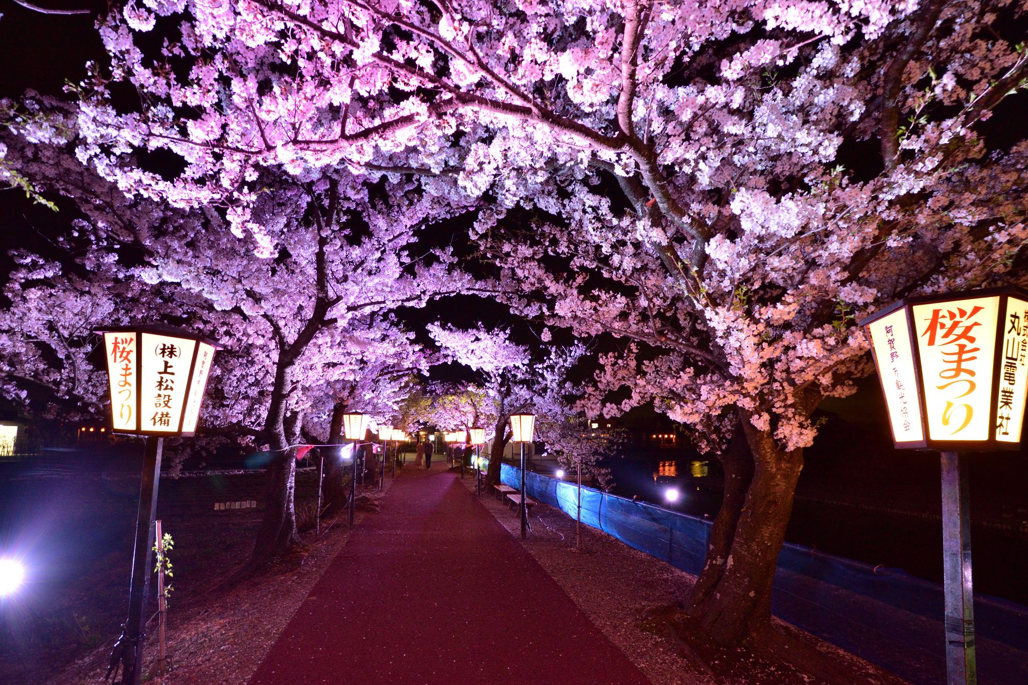瓢湖の桜