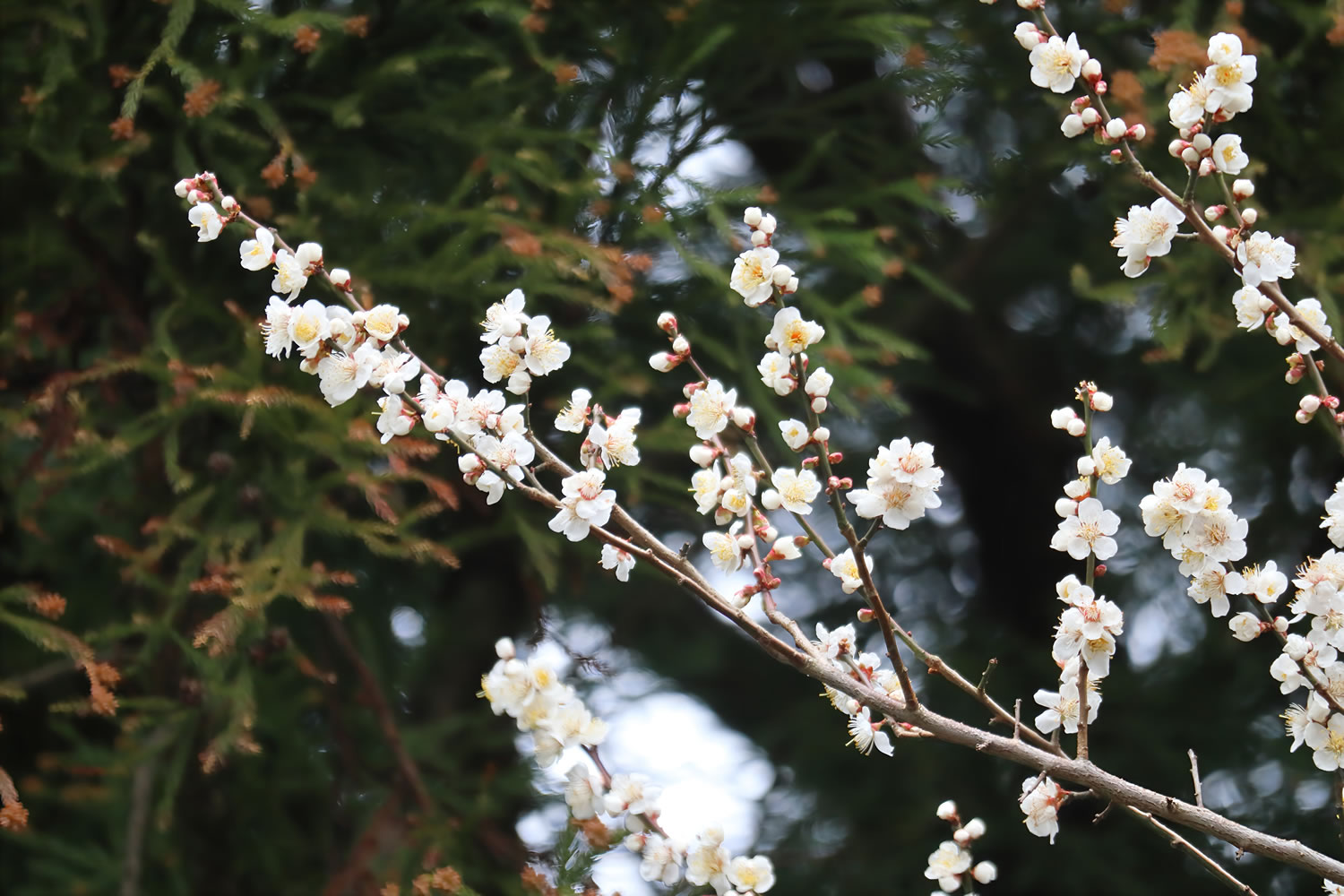 春の告げ手・梅の花が咲きました