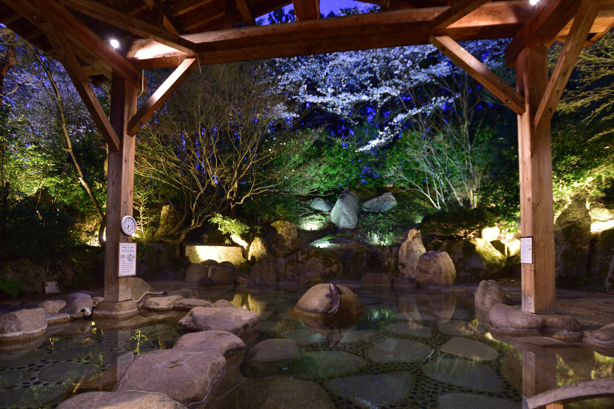 ライトアップが美しい夜の桜露天風呂