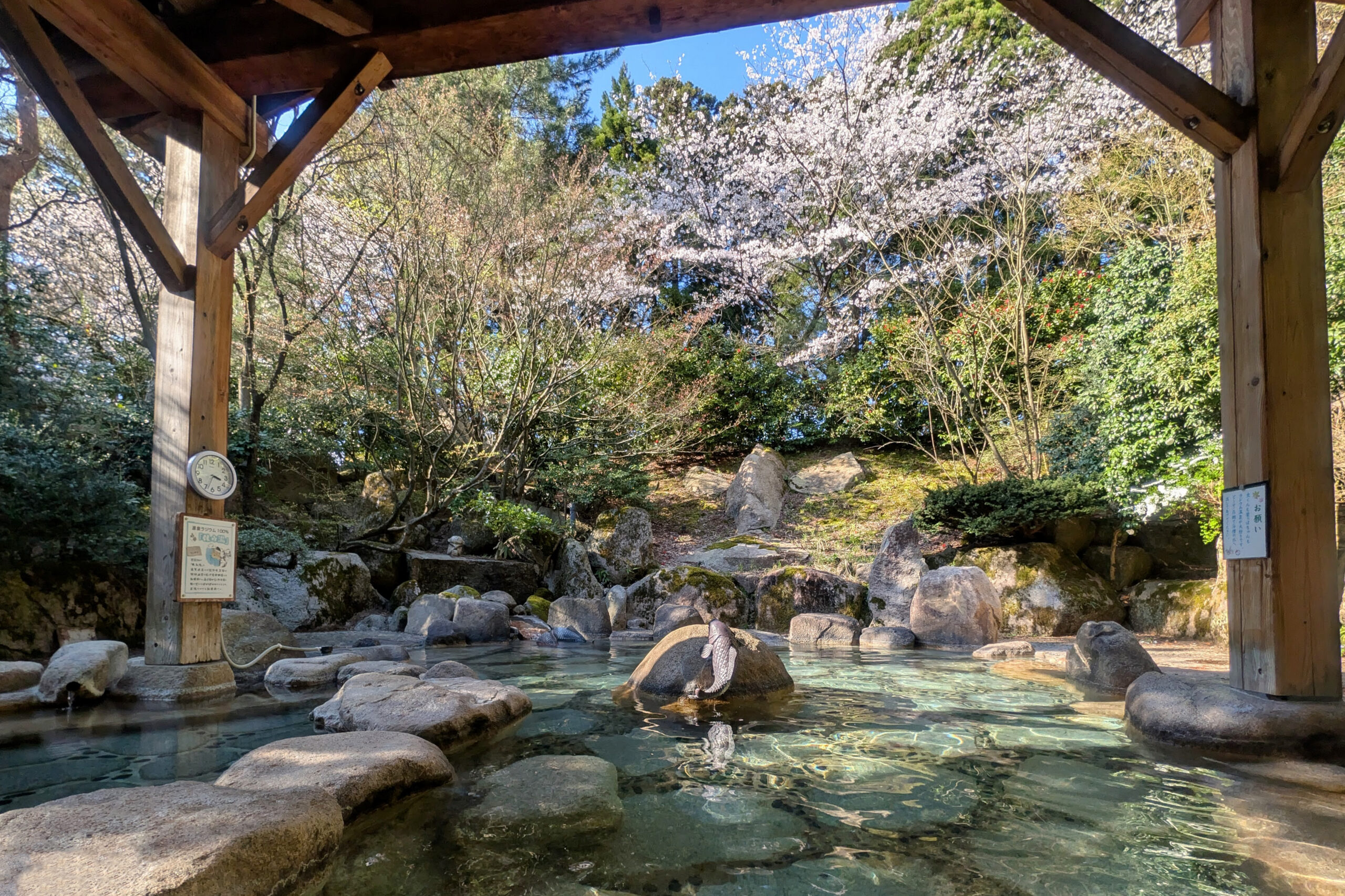 陽光を浴びて輝く昼の桜露天風呂