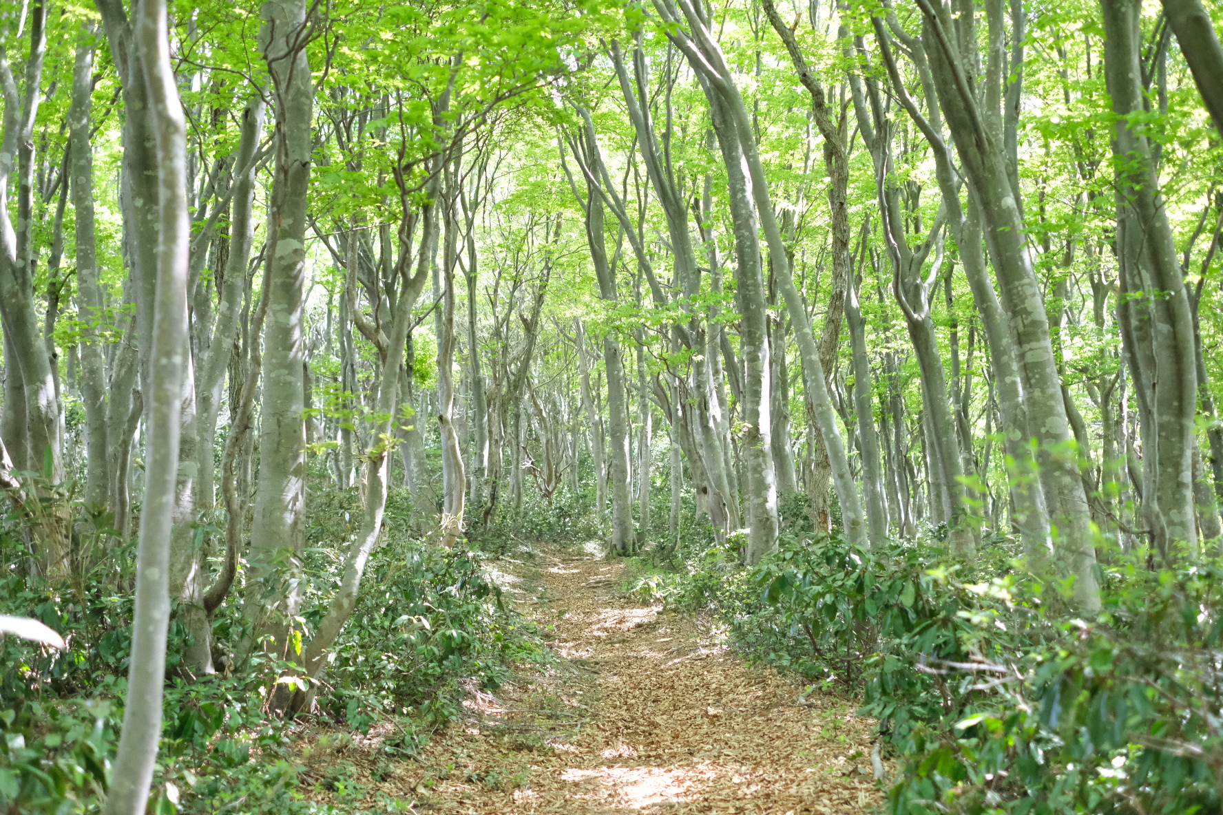 光が差し込む美しいブナの原生林