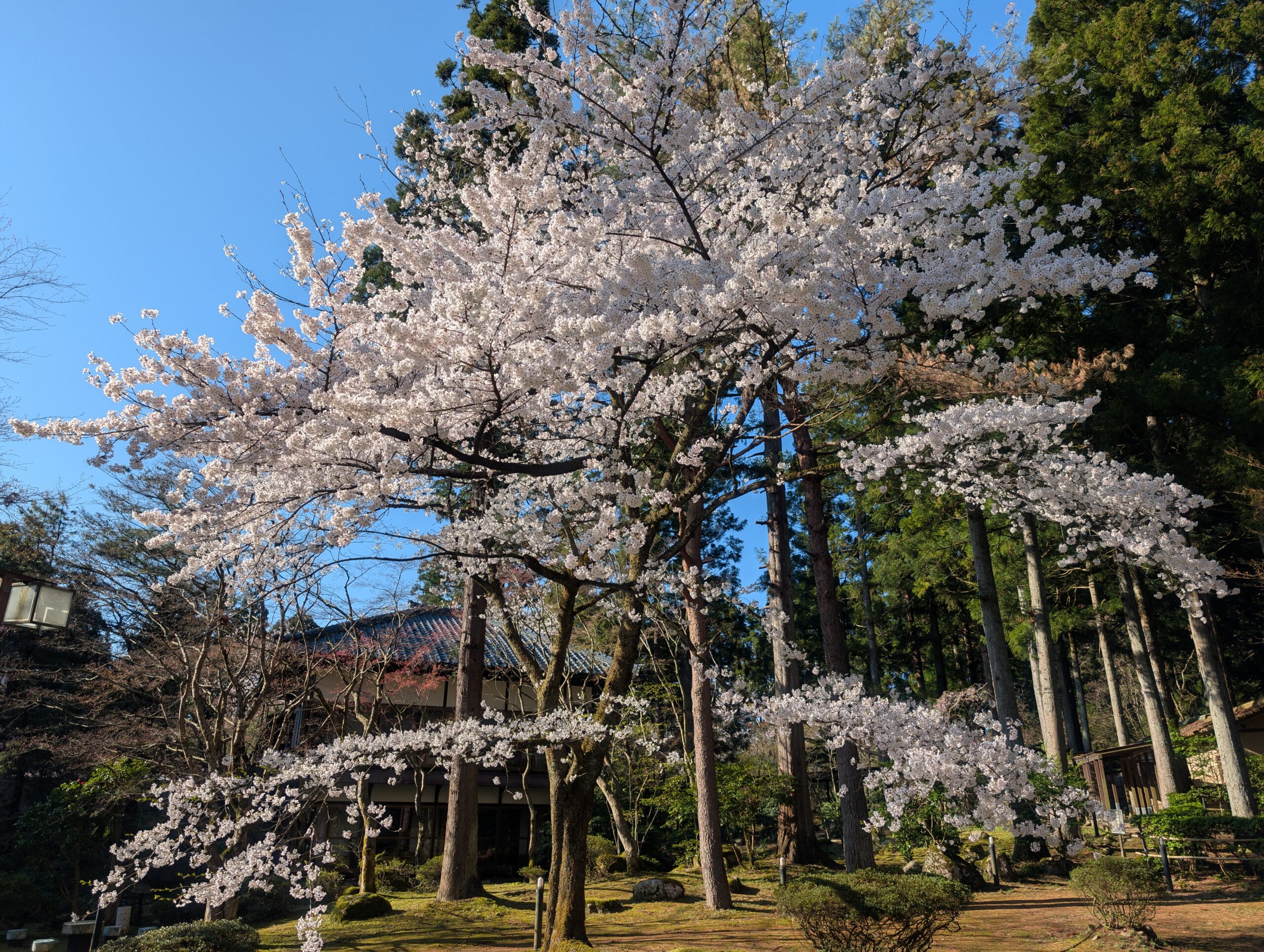 満開の桜が広がる庭園