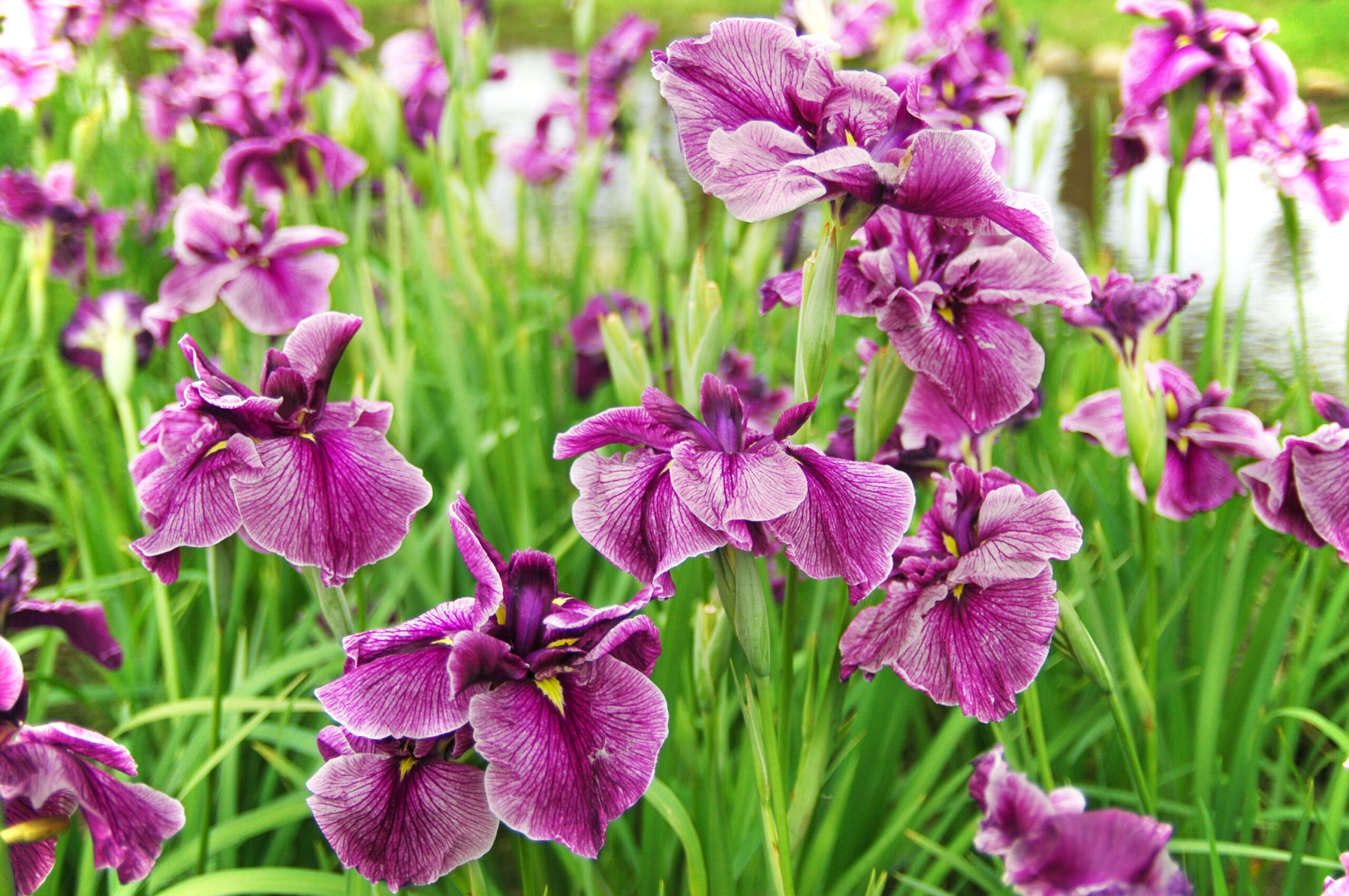 気品高く凛と美しく咲き誇るあやめの花
