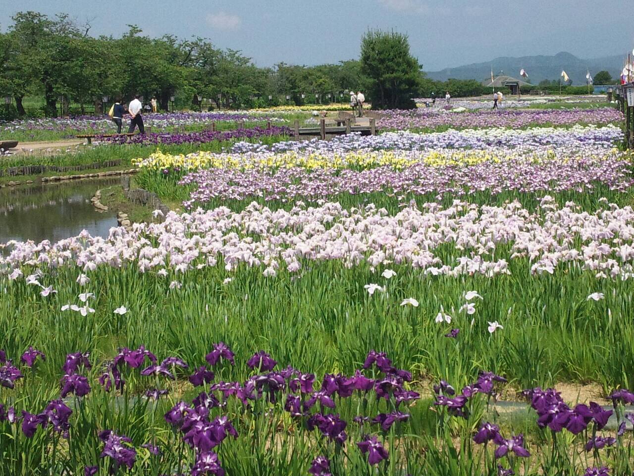 瓢湖あやめまつり開催中