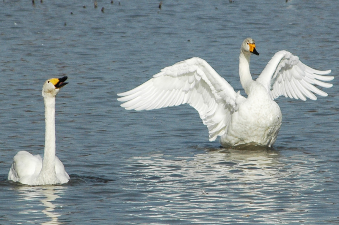 冬の瓢湖と白鳥